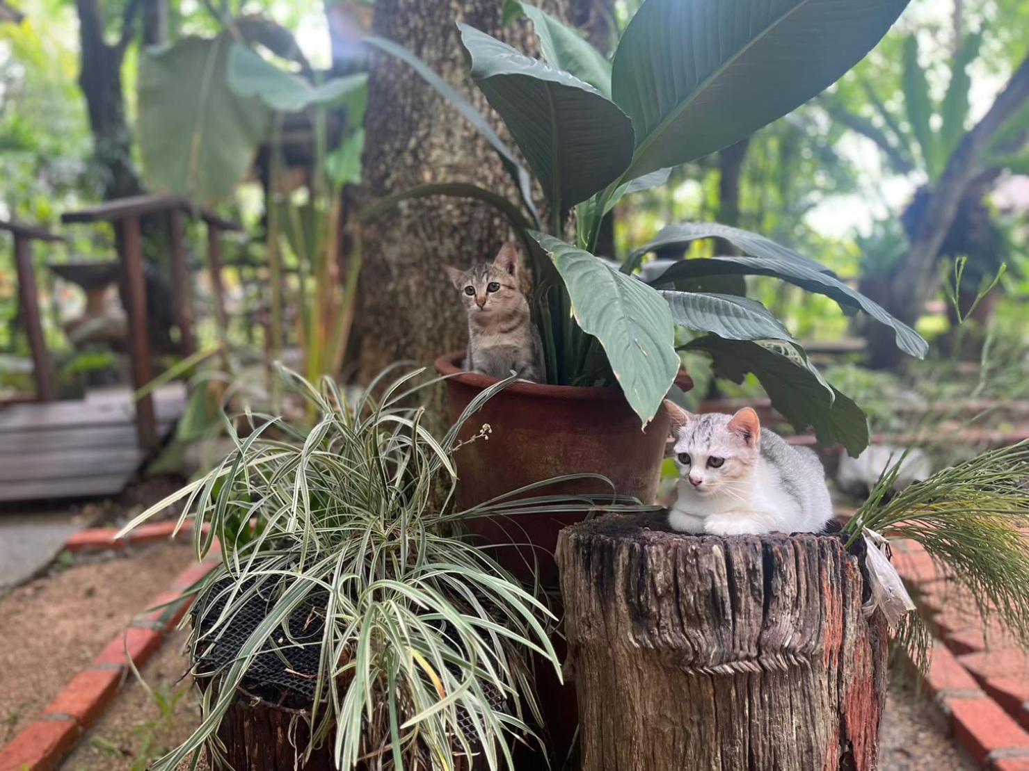 Tongluang Inthanon Homestay โต้งหลวงอินทนนท์โฮมสเตย์ Chom Thong Εξωτερικό φωτογραφία